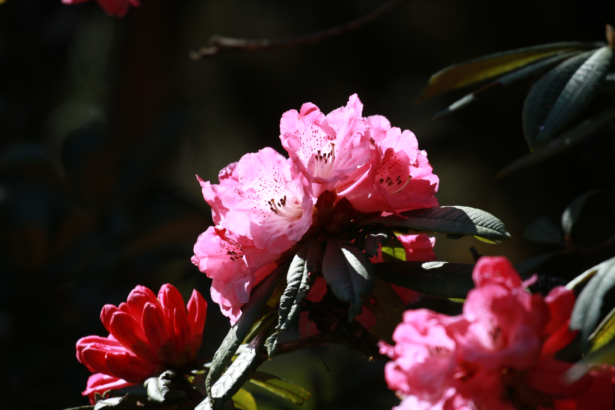 隆阳道人山层林尽染野生马缨杜鹃竞相开放