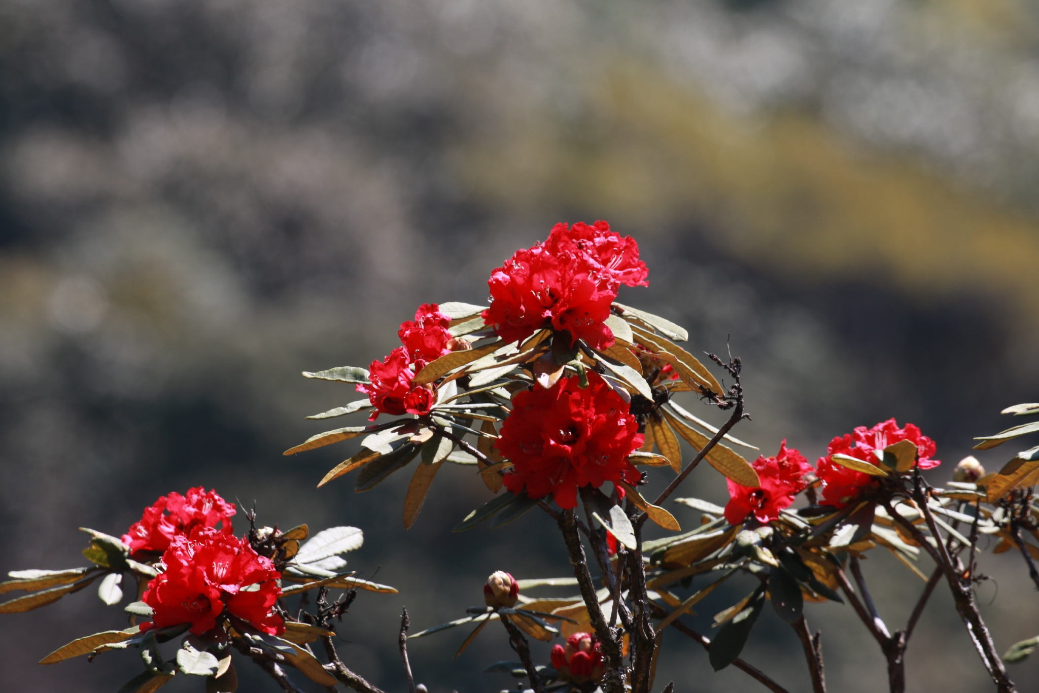 隆阳道人山层林尽染野生马缨杜鹃竞相开放