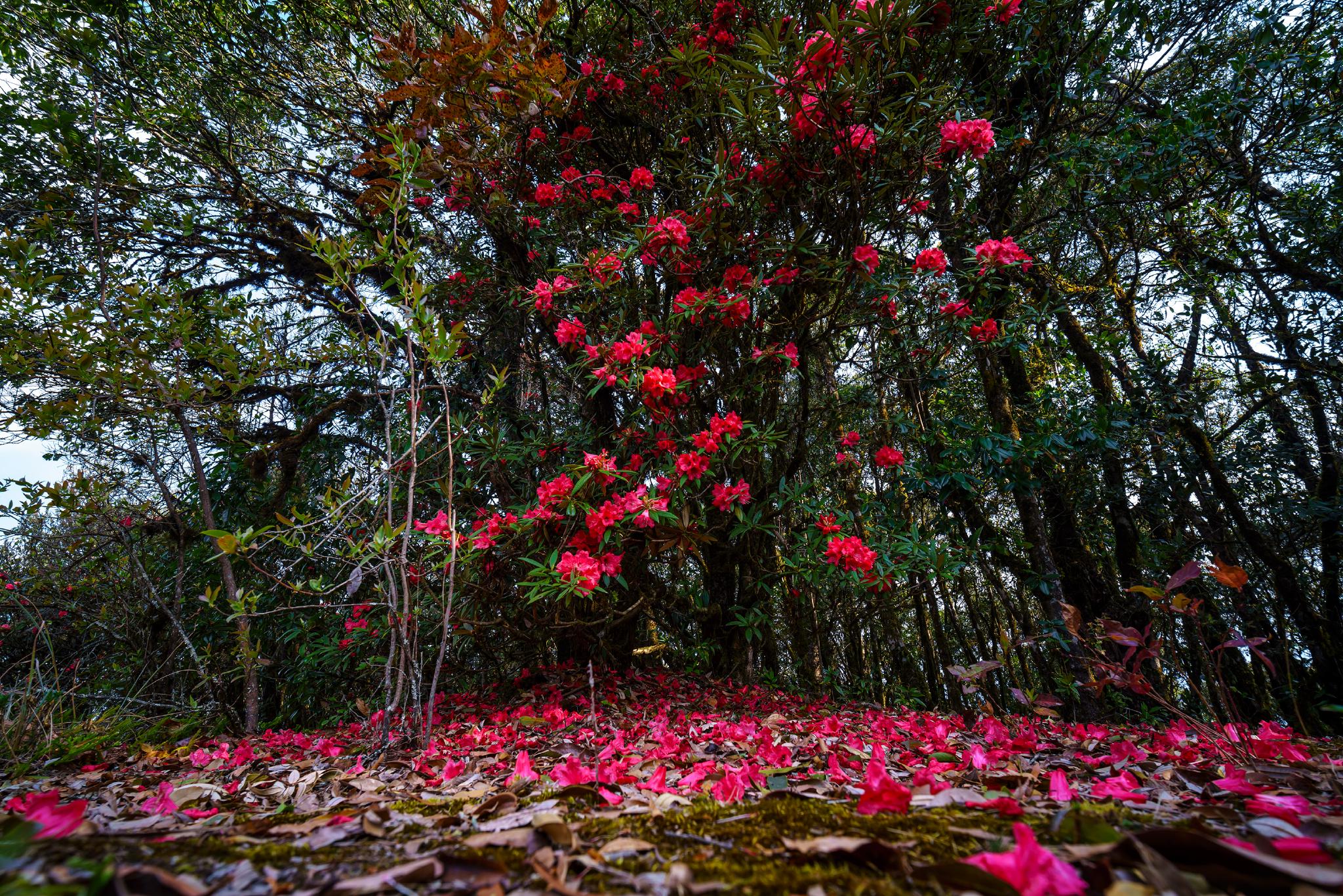 保山龙陵马缨花开映山红