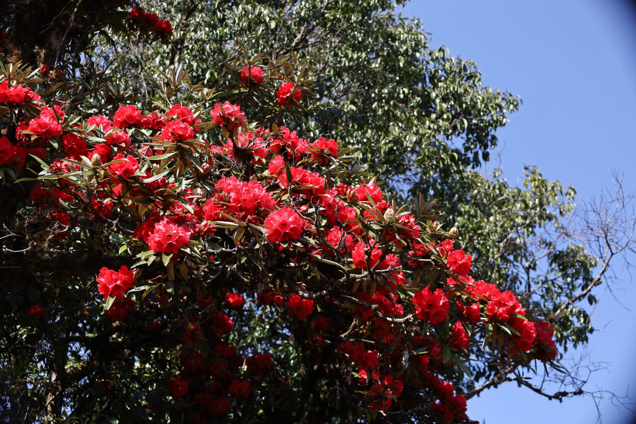 保山龙陵马缨花开映山红