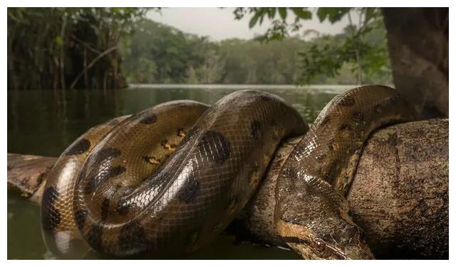 美洲虎|森蚺|罗索里_新浪新闻