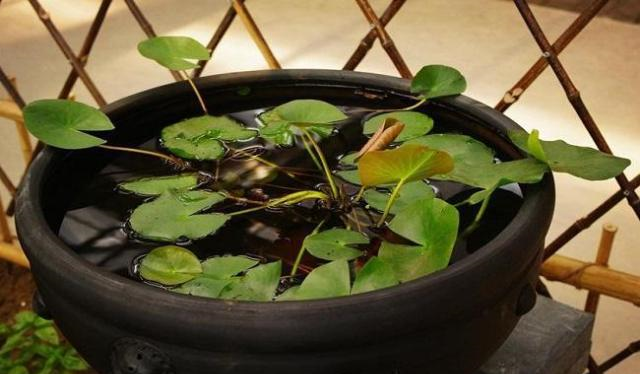 睡莲里的青苔对生长有影响吗？怎样去除？休闲区蓝鸢梦想 - Www.slyday.coM