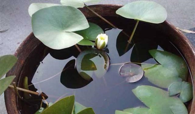 睡莲里的青苔对生长有影响吗？怎样去除？休闲区蓝鸢梦想 - Www.slyday.coM