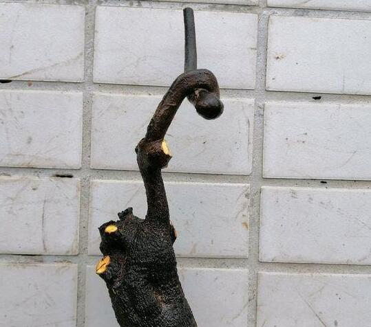 张大爷捡了1个树桩,结出怪果子,专家说是“金弹子”,老贵了休闲区蓝鸢梦想 - Www.slyday.coM 张大爷捡了1个树桩,结出怪果子,专家说是“金弹子”,老贵了休闲区蓝鸢梦想 - Www.slyday.coM