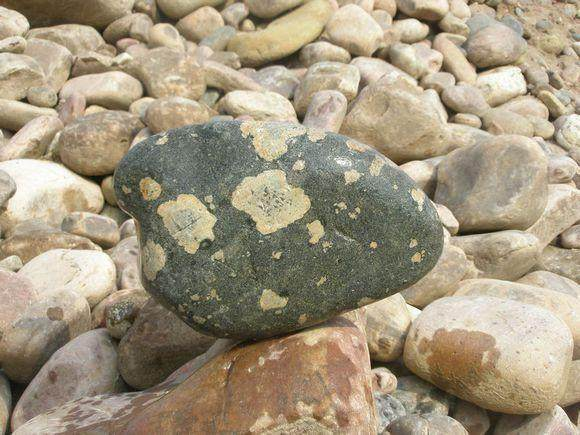 农民在山上偶然发现了一块带花的石头专家鉴定竟说能堪比玉石