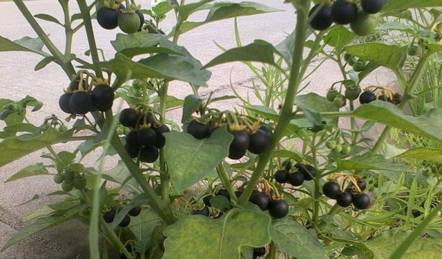 农村逐渐"消失"的四种水果,龙葵上榜,全吃过的儿孙满堂