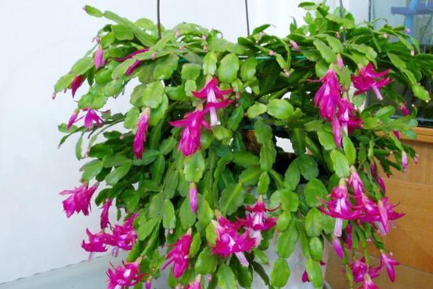 给蟹爪兰换盆,注意“细节”,换完快恢复,根壮叶肥早开花休闲区蓝鸢梦想 - Www.slyday.coM 给蟹爪兰换盆,注意“细节”,换完快恢复,根壮叶肥早开花休闲区蓝鸢梦想 - Www.slyday.coM