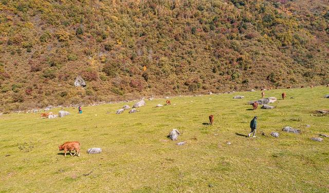 秦岭山中的世外桃源,像极了游戏中的场景,在这里做一天的放牛郎休闲区蓝鸢梦想 - Www.slyday.coM 秦岭山中的世外桃源,像极了游戏中的场景,在这里做一天的放牛郎休闲区蓝鸢梦想 - Www.slyday.coM
