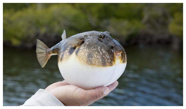 但是钓到大罗非鱼时,要注意不要碰到罗非鱼背鳍上的刺,这些刺是有毒的