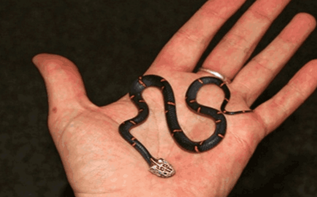 男子深山探险时发现,"斑纹生物"黑红相间,细看后果断带回饲养