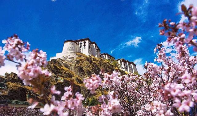 布达拉宫的春天@了你|桃花|拉萨|春色_新浪新闻