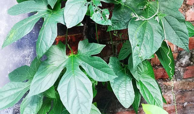 干净纯天然洗发水