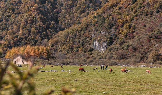 秦岭山中的世外桃源,像极了游戏中的场景,在这里做一天的放牛郎休闲区蓝鸢梦想 - Www.slyday.coM 秦岭山中的世外桃源,像极了游戏中的场景,在这里做一天的放牛郎休闲区蓝鸢梦想 - Www.slyday.coM