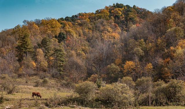 秦岭山中的世外桃源,像极了游戏中的场景,在这里做一天的放牛郎休闲区蓝鸢梦想 - Www.slyday.coM 秦岭山中的世外桃源,像极了游戏中的场景,在这里做一天的放牛郎休闲区蓝鸢梦想 - Www.slyday.coM