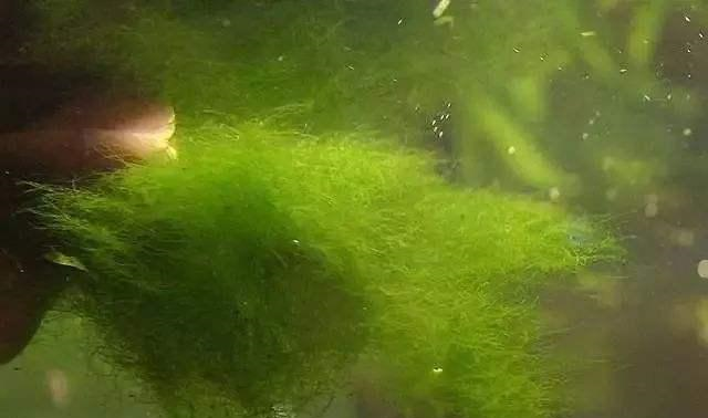 睡莲里的青苔对生长有影响吗？怎样去除？休闲区蓝鸢梦想 - Www.slyday.coM