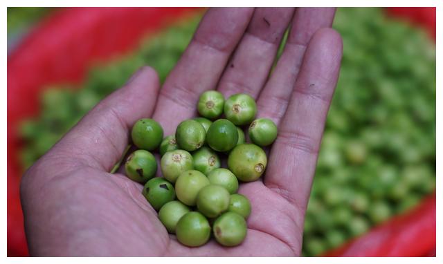 这是野生的苦果,具有降三高的作用,本地人多用腌制或蒸炖的吃法,不过
