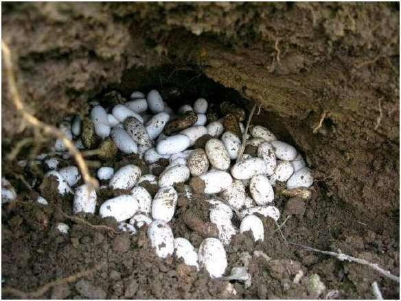 男子上山采药发现一窝蛇蛋, 这数量数都数不过来