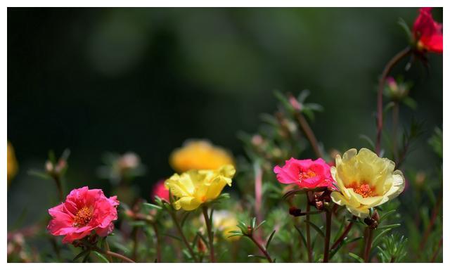 家里养花就选这几种 只管浇水晒太阳 开花多到你嫌烦 财经头条