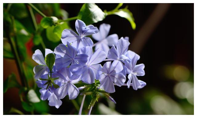 家里养花就选这几种 只管浇水晒太阳 开花多到你嫌烦 财经头条