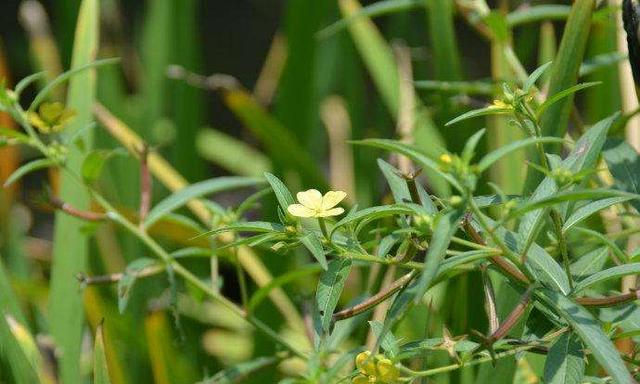 此物俗称草龙是治口腔溃疡特效药路边就有需要带走