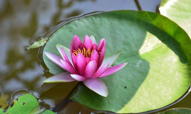 睡莲里的青苔对生长有影响吗？怎样去除？休闲区蓝鸢梦想 - Www.slyday.coM
