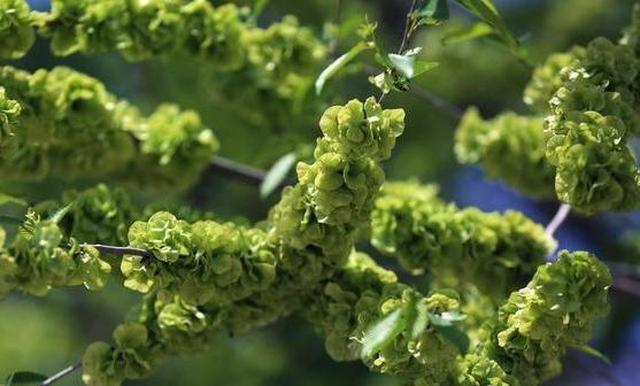 这菜春天才有,补钙比牛奶强,补铁比菠菜好,错过再等一年|榆钱|补铁