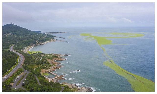 耳梦播报 青岛遭受历史最大规模 浒苔 侵袭 海岸线变 草原 耳梦播报 青岛遭受历史最大规模 浒苔 侵袭 海岸线变 草原