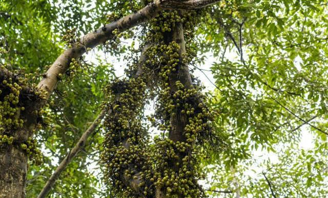 广西遇见最神奇树果子爬满树干上像从树皮里蹦出来的