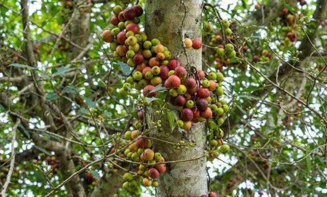 广西遇见最神奇树果子爬满树干上像从树皮里蹦出来的