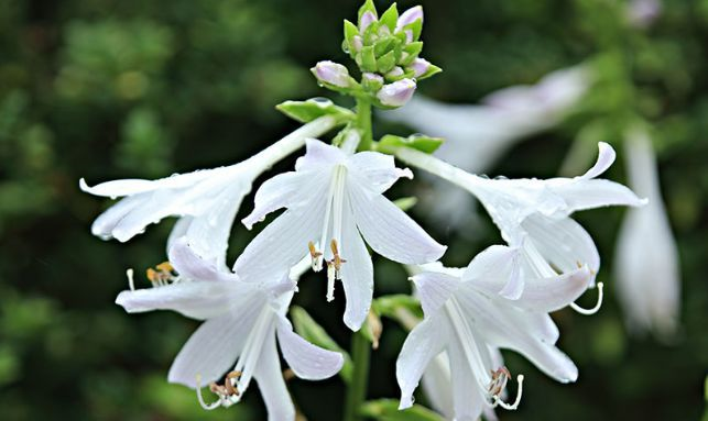 农历8月4日开始 居家养这几款植物 开花喜庆还好养 满屋香 财经头条