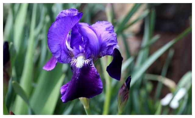 鸢尾 学名 Iris Tectorum Maxim 财经头条