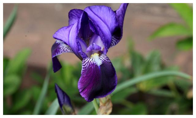 鸢尾 学名 Iris Tectorum Maxim 财经头条