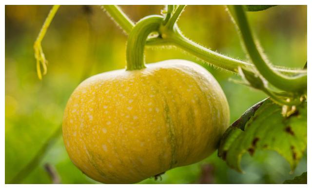 南瓜只开花不结果严重影响产量 让南瓜挂满藤的技巧 财经头条