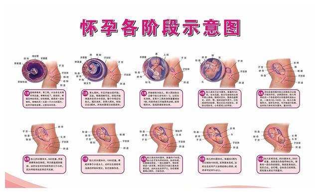 结婚5年终于怀孕,孕期第八月发现没有胎动,去医院吓坏医生