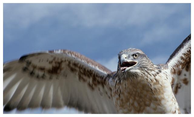 一只老鹰虚假宣传模式涉嫌传销 产品宣称可治疗