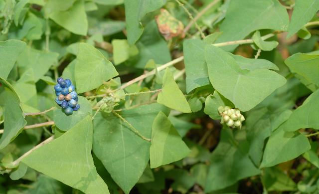 乡下这种有刺野草蛇看到就跑是治蛇伤良药农村娃却当零食吃
