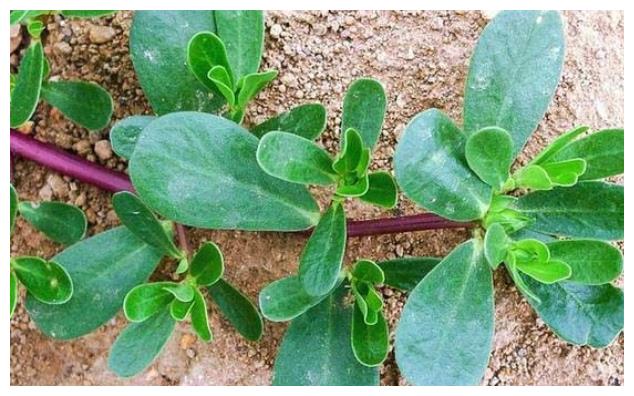 奇,却有维生素之王的美誉,随处可见的宝贝|马齿苋|身体|功效_新浪新闻