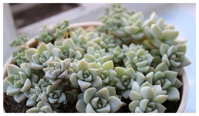 白牡丹多肉老爱掉叶子怎么挽救 试着这样去养护 白牡丹 养护 叶片 新浪新闻