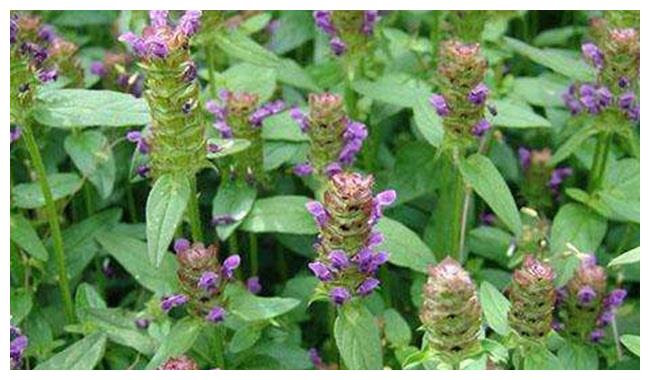 农村一种野草,人称"降压草",用来泡茶作用多,现在知道也不晚|野草