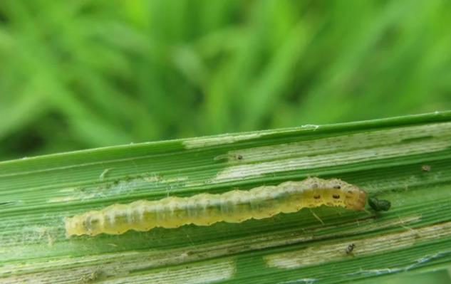 水稻稻纵卷叶螟在生物学上属于鳞翅目螟蛾科,广泛分布在中国,泰国