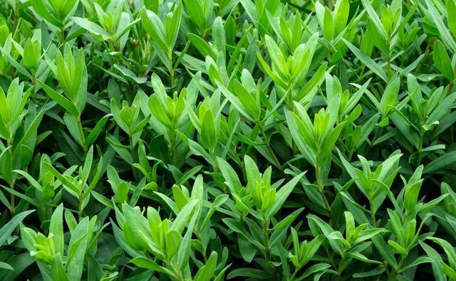 它的名字山苜楂,同时还有极大名称,比如山麻楂,山马菜,山菜等其它的