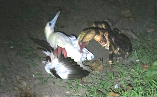 大自然中的暴力,一只螃蟹猎杀了一只海鸥,十分罕见