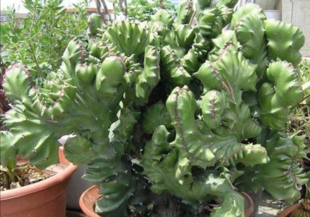 家中养盆麒麟掌美观又大方还能招财镇宅