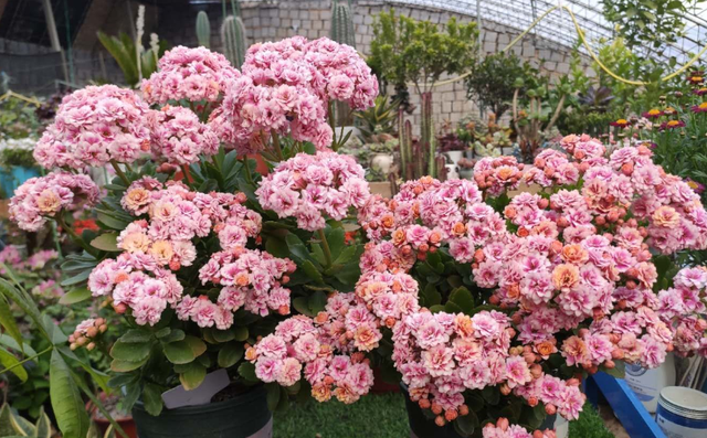 养了多年长寿花都不知道，原来它有“小开关”，可以让它随时开花休闲区蓝鸢梦想 - Www.slyday.coM