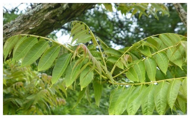 具有"树王"之称的椿树,没想到做成的家具也有神奇之处!