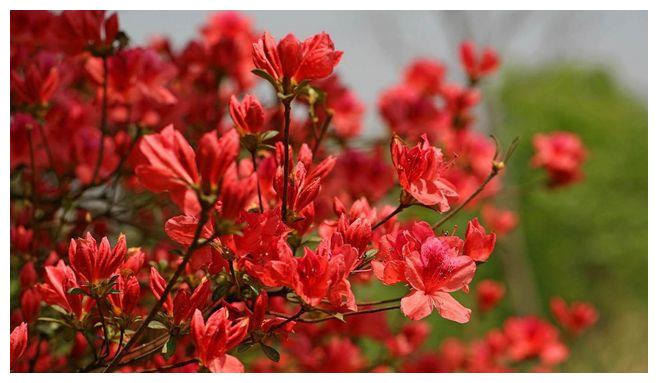 9月11日以后 三生肖遇到真爱 重拾旧情 桃花盛开 缘分未断 旧情 生肖 生肖兔 新浪新闻