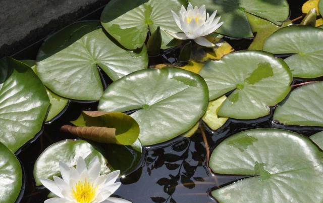 睡莲里的青苔对生长有影响吗？怎样去除？休闲区蓝鸢梦想 - Www.slyday.coM