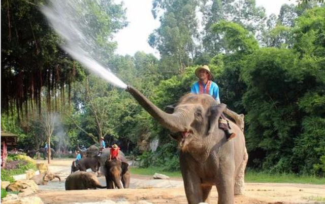 为什么说去泰国旅游，千万不要骑大象？看完整个人都不好了休闲区蓝鸢梦想 - Www.slyday.coM