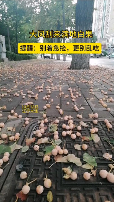 大风刮来满地白果!提醒:别着急捡,更别乱吃 大风刮来满地白果!提醒:别着急捡,更别乱吃