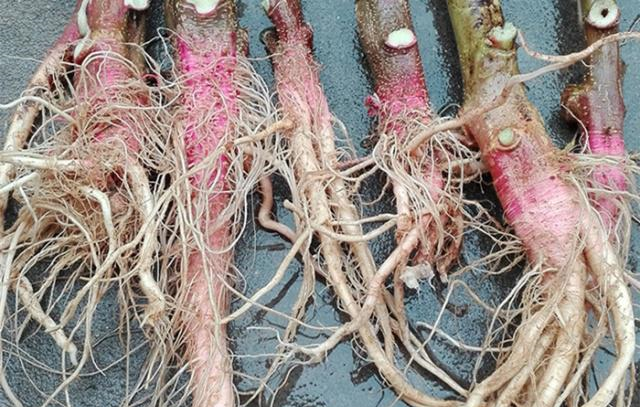 这野菜"补钙"效果好,根比叶子更营养,能清热解毒,现在吃正好__财经